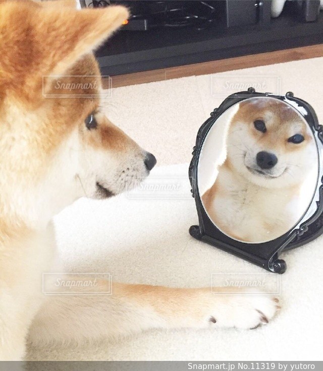 No.11319 犬