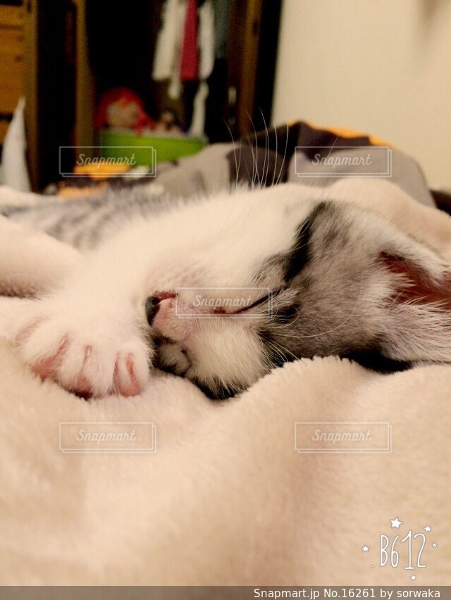 猫の写真・画像素材