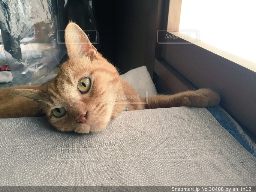 猫の写真・画像素材