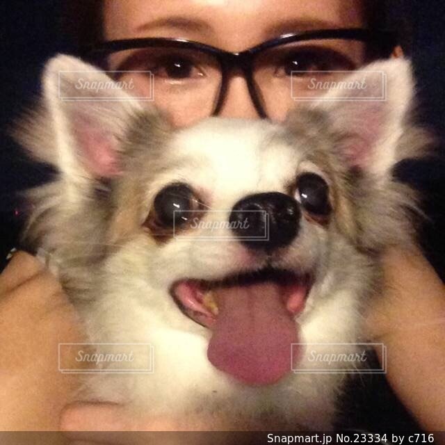 犬の写真・画像素材