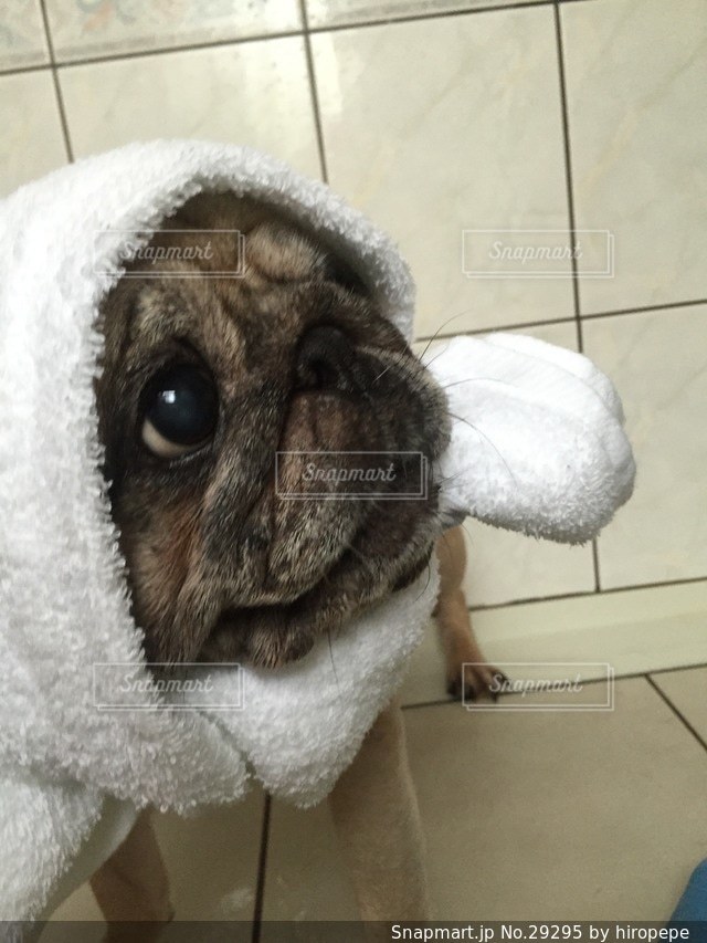 犬 - No.29295