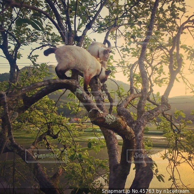 動物の写真・画像素材
