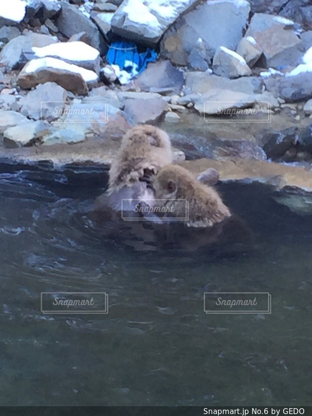 水中を泳ぐヒグマの写真・画像素材[6]