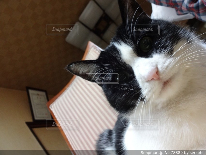 No.78889 猫