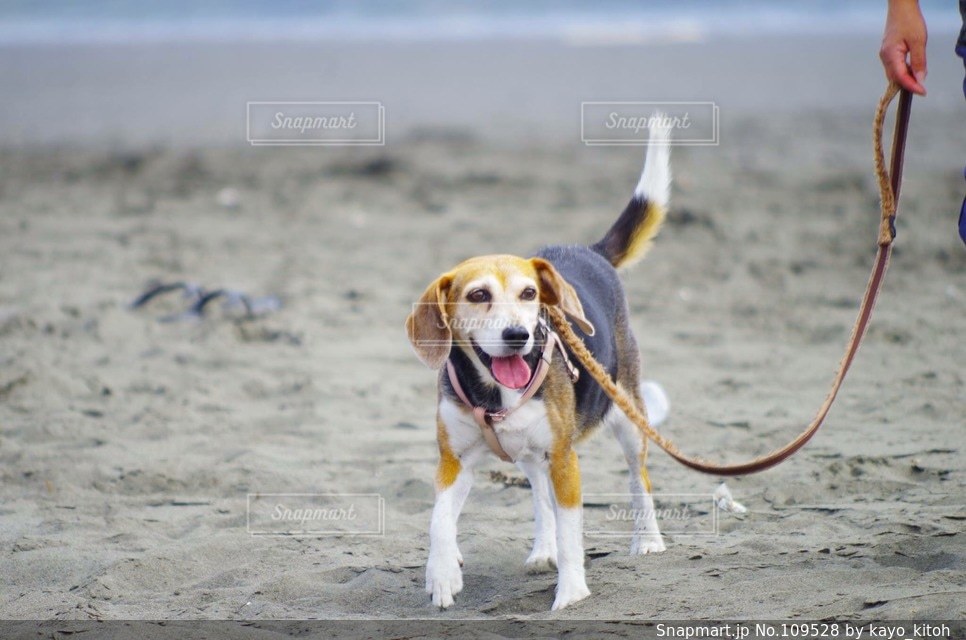 犬の写真・画像素材[109528]