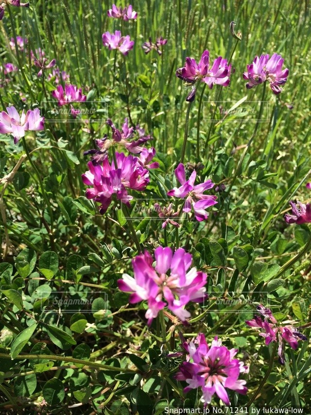 レンゲの花の写真・画像素材[71241]-Snapmart（スナップマート）
