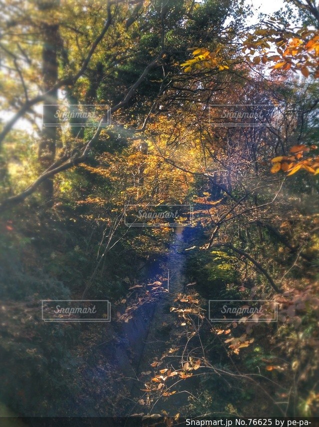 自然の写真・画像素材