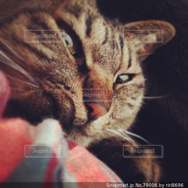 No.79006 猫三昧