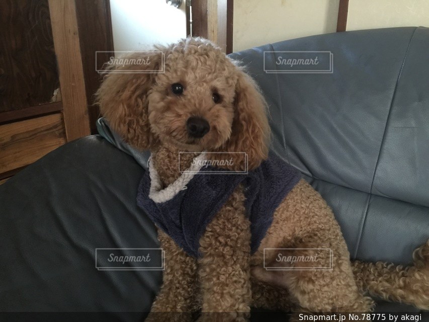 No.78775 犬