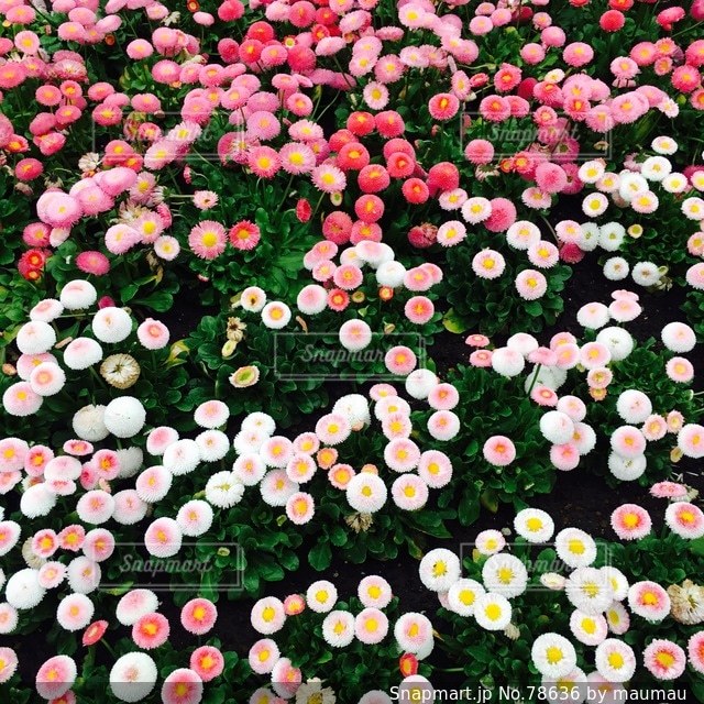 No.78636 お花畑
