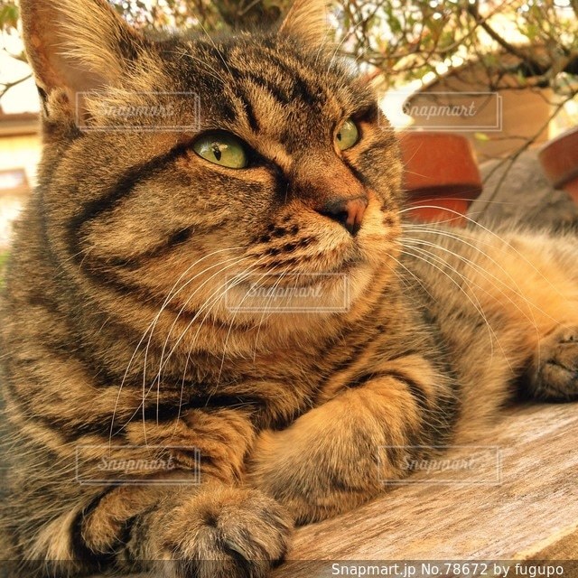 No.78672 猫