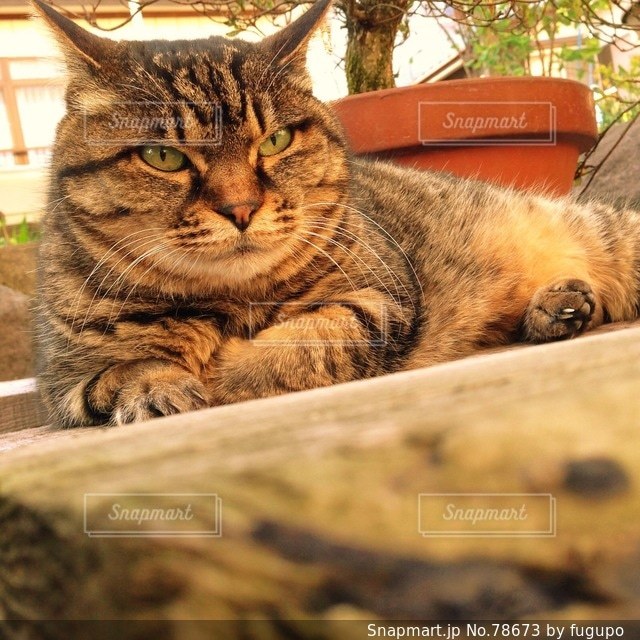 No.78673 猫
