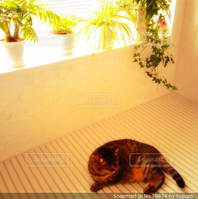No.78674 猫