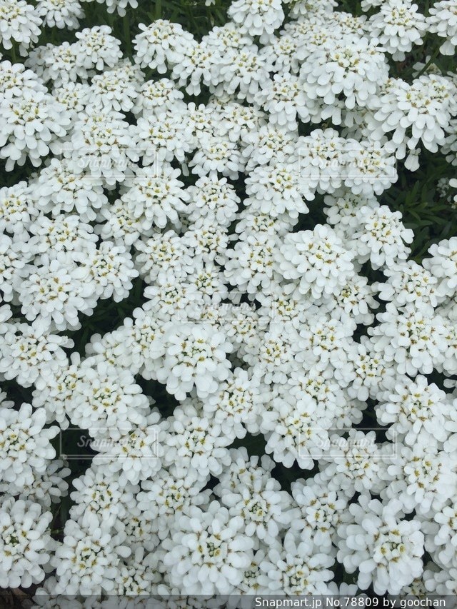 No.78809 花