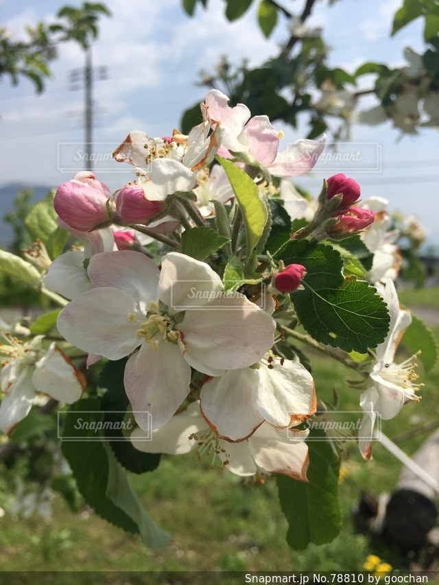 No.78810 花