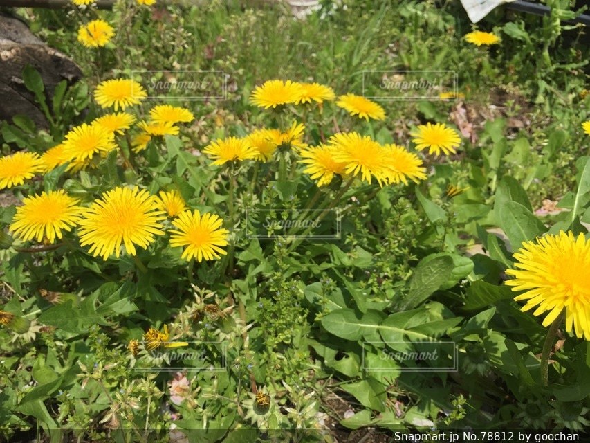 No.78812 花