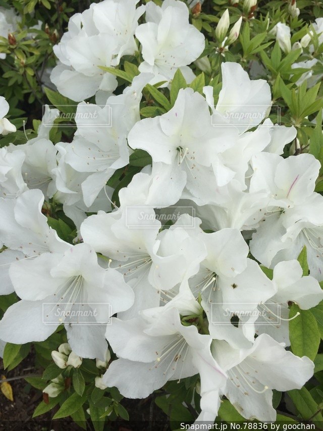 No.78836 花