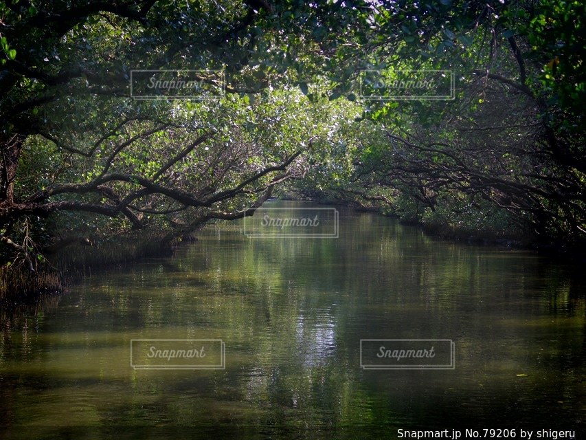 森林の写真・画像素材[79206]