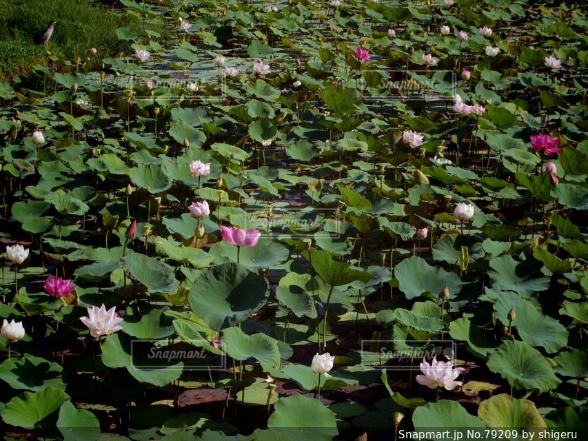 お花畑の写真・画像素材[79209]