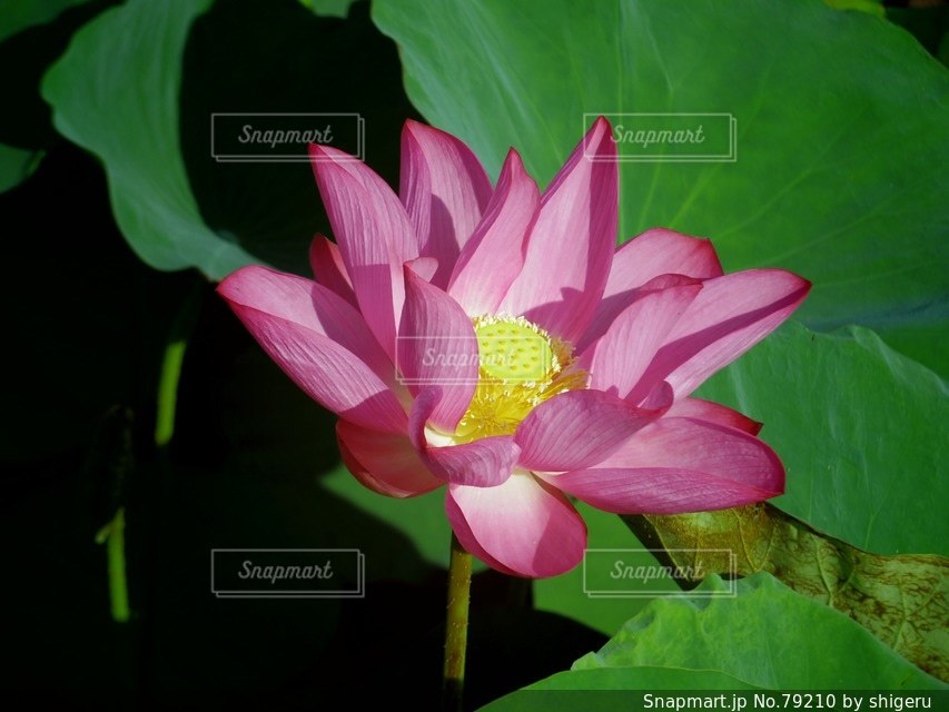 No.79210 花