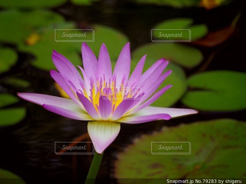 No.79283 花