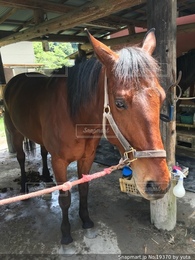 夏の写真・画像素材