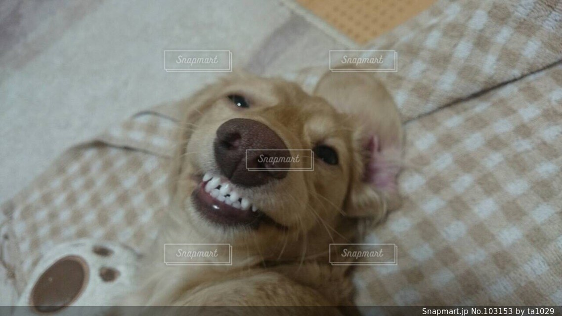 笑う犬の写真・画像素材[103153]-Snapmart（スナップマート）