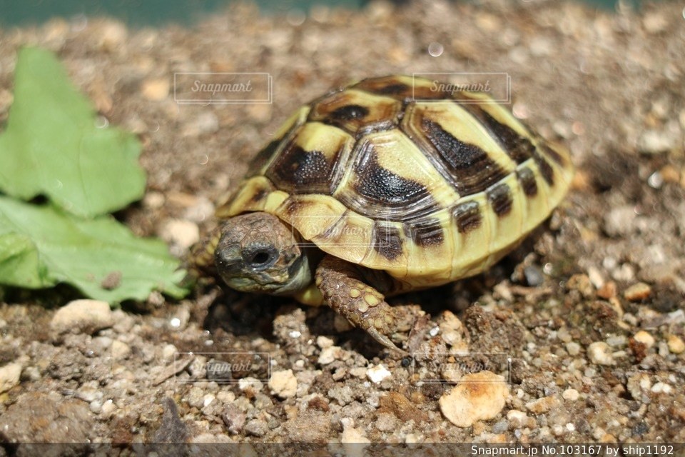 ヒガシヘルマンリクガメの写真 画像素材 Snapmart スナップマート