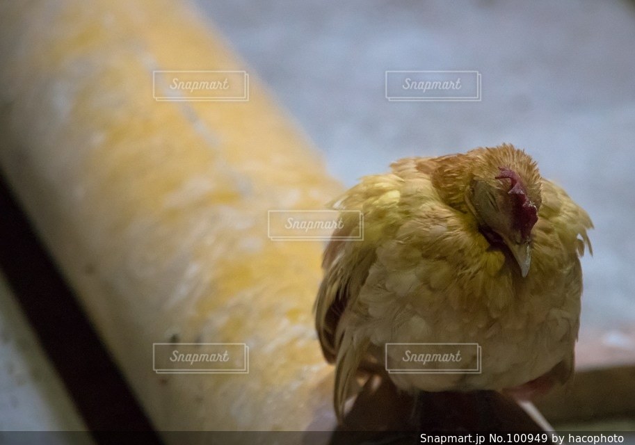 動物の写真・画像素材