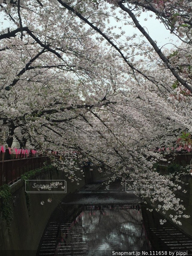 春の写真・画像素材