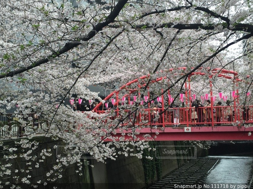 春の写真・画像素材