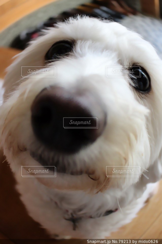 No.79213 犬