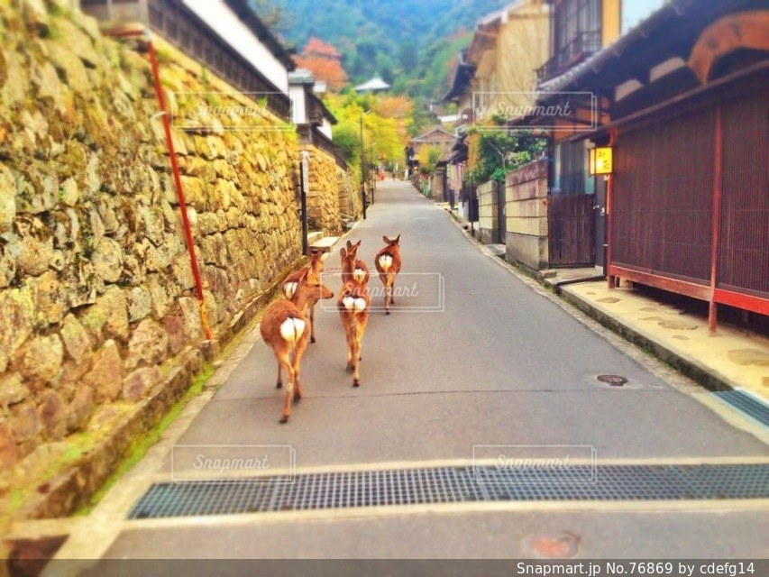 自然の写真・画像素材