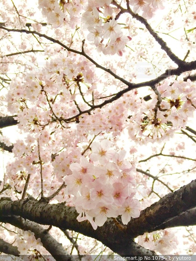 自然の写真・画像素材