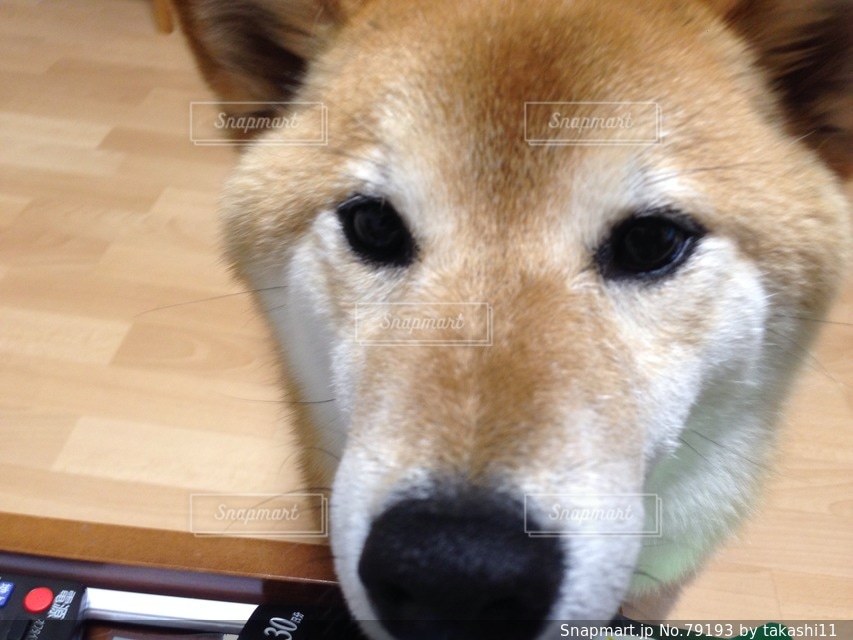 No.79193 犬