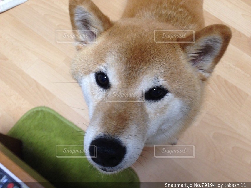 No.79194 犬