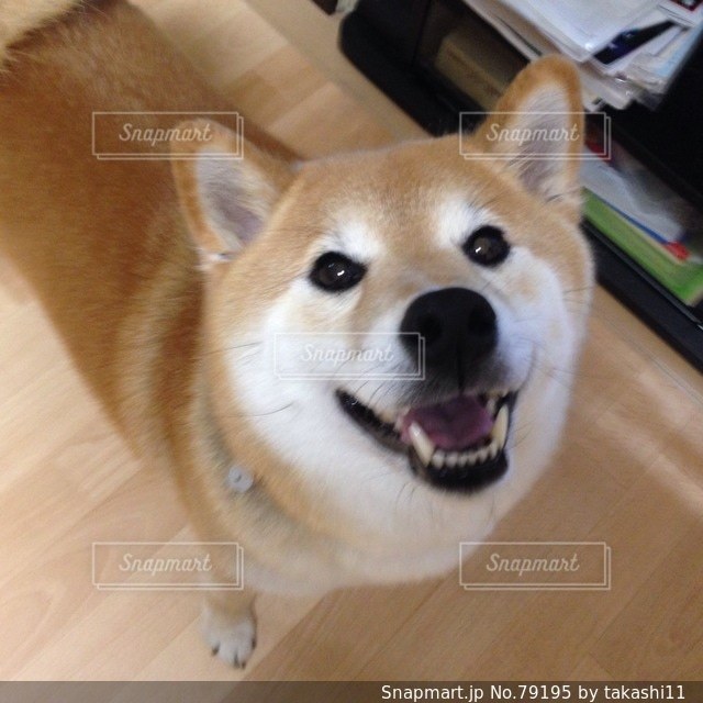 No.79195 犬