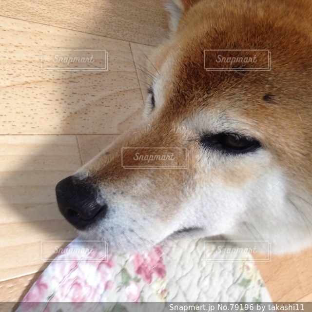 No.79196 犬