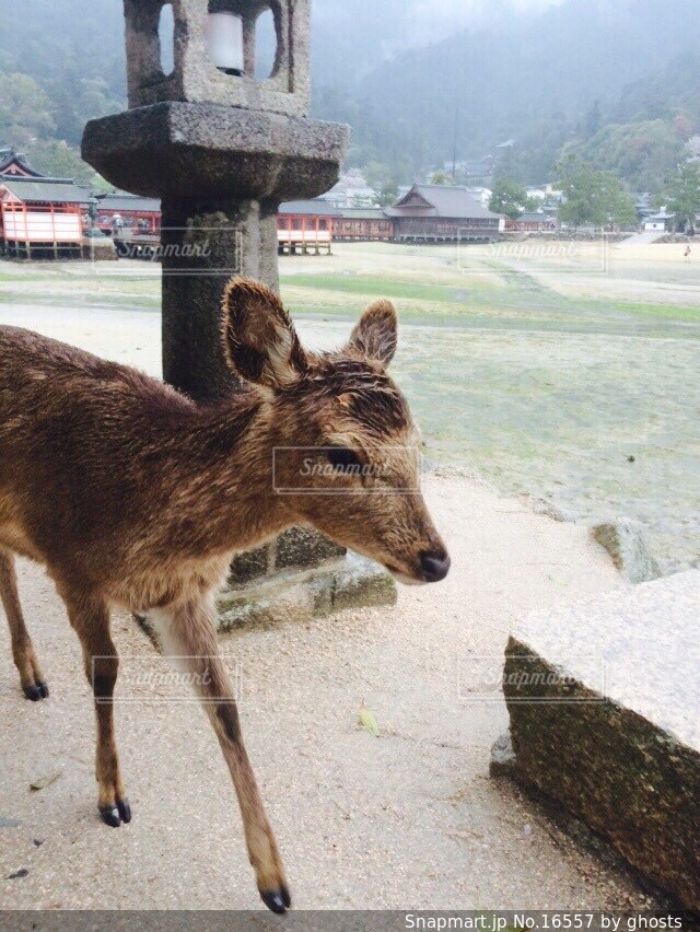 自然の写真・画像素材
