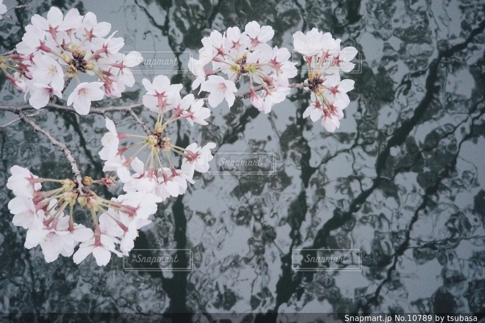 春の写真・画像素材