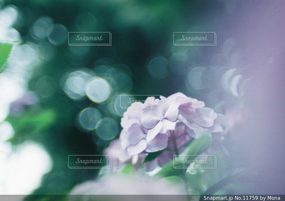 やさしく咲くあじさいの写真・画像素材