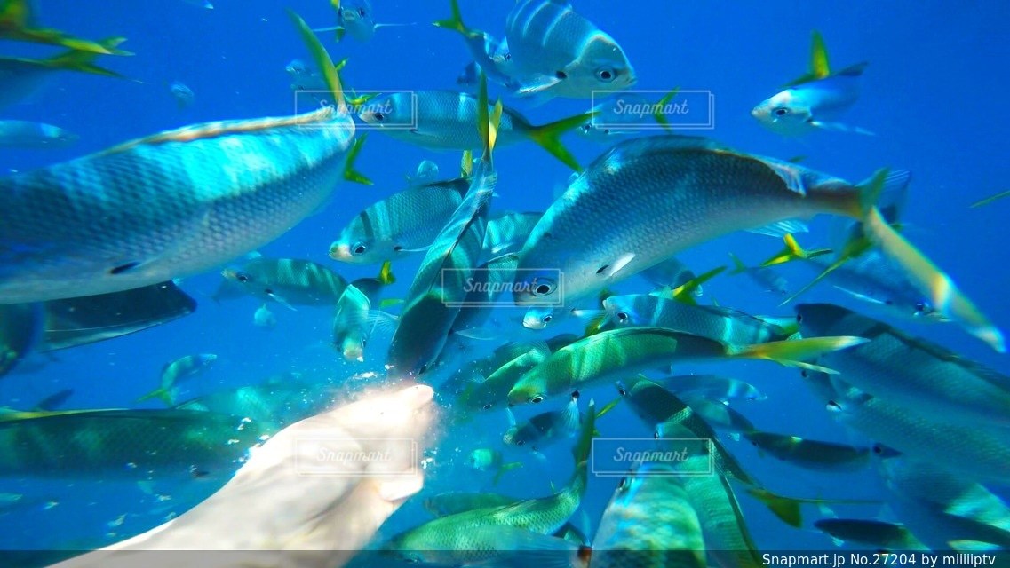 海の写真・画像素材[27204]