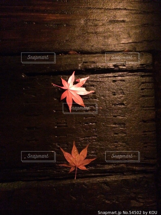 自然の写真・画像素材