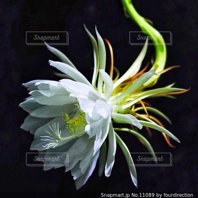 花の写真・画像素材