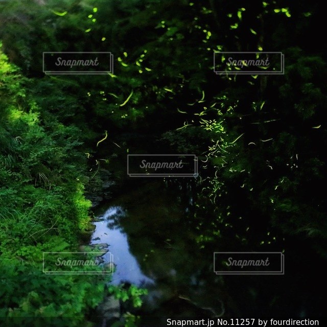 自然の写真・画像素材