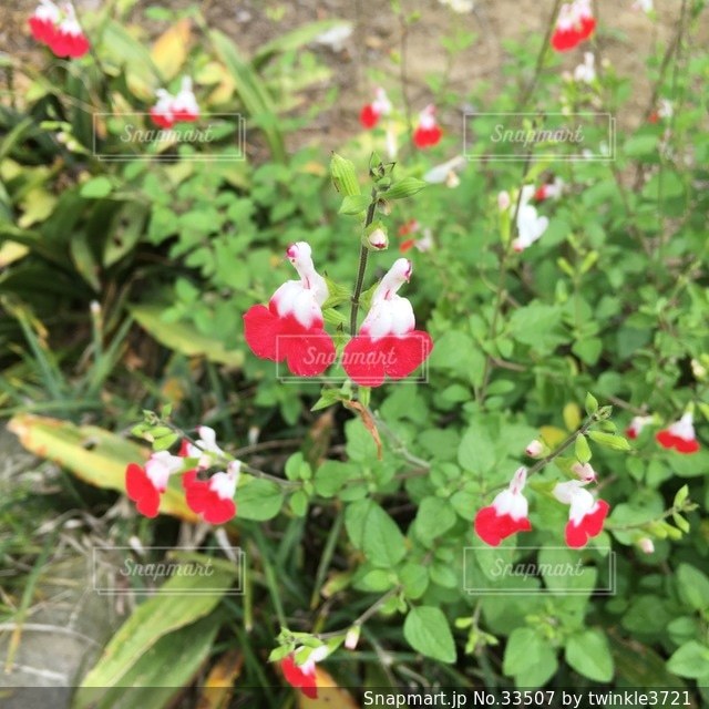 自然の写真・画像素材