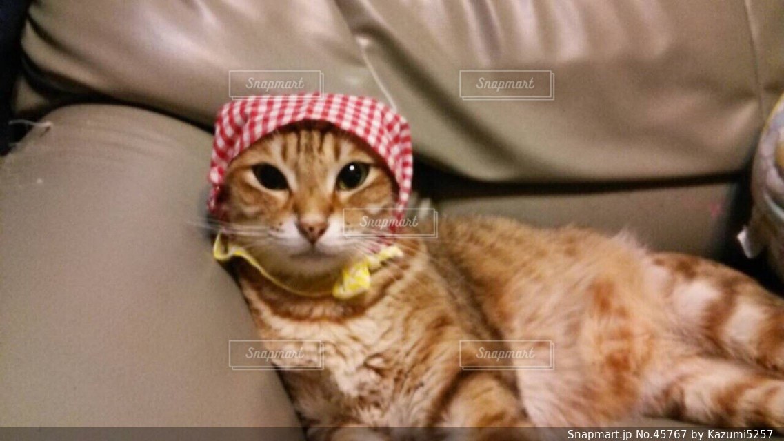 猫の写真・画像素材