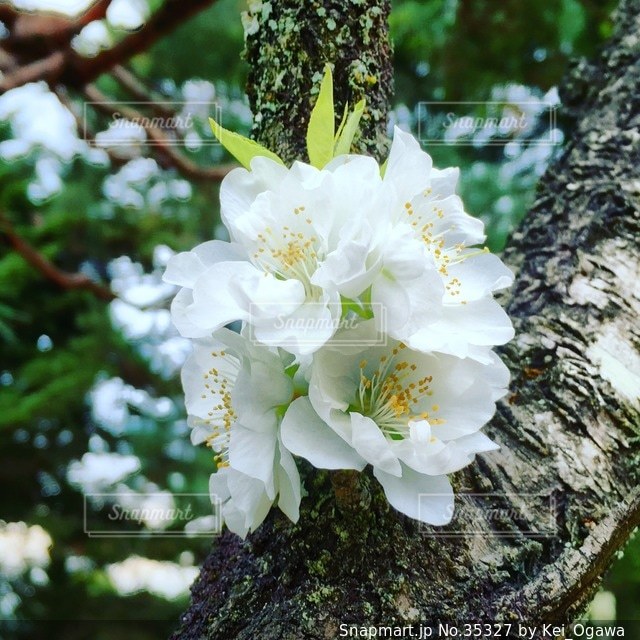 桜の写真・画像素材[35327]