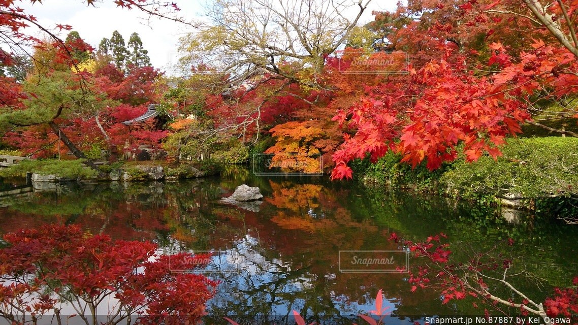 秋は紅葉の永観堂の写真・画像素材[87887]