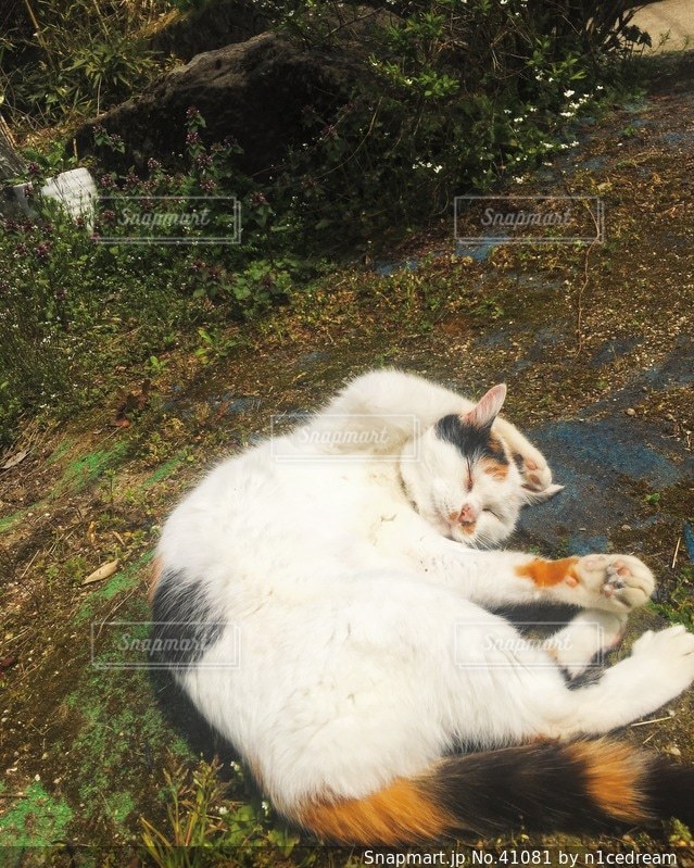 猫の写真・画像素材